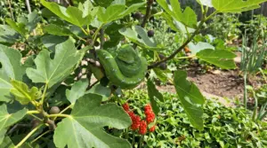 Serpente verde avvolto su un ramo di fico tra foglie grandi e frutti in un giardino