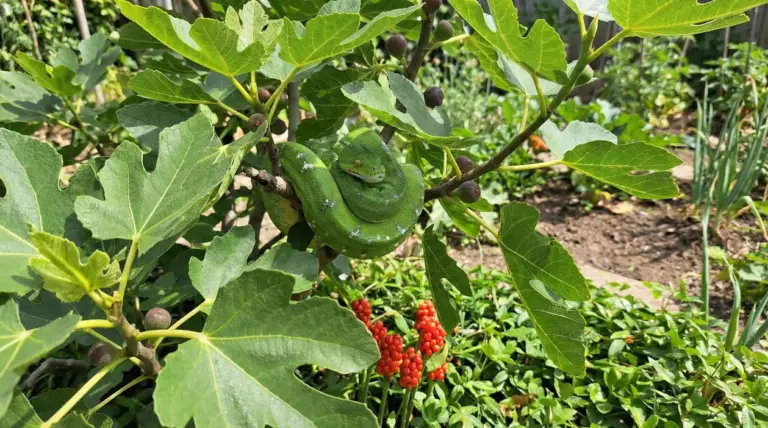 Serpente verde avvolto su un ramo di fico tra foglie grandi e frutti in un giardino