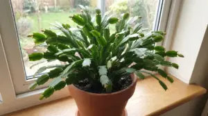 Cactus di Natale in vaso di terracotta sul davanzale, con molti boccioli pronti a fiorire