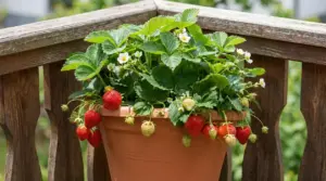 Pianta di fragole in vaso di terracotta su balcone, con frutti rossi maturi e fiori bianchi