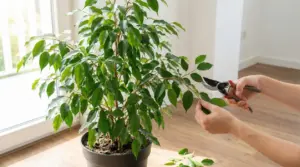Potatura di un ficus benjamin in vaso vicino a una finestra, con forbici da giardinaggio e foglie verdi
