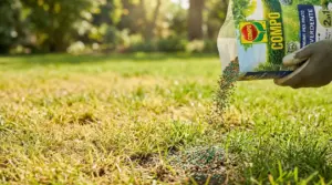 Mano con guanto sparge concime granulare su un prato ingiallito per rinverdire l’erba