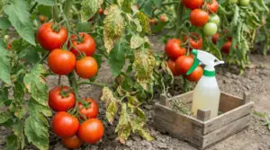 Piante di pomodoro con foglie macchiate e spruzzino per trattamento naturale contro la peronospora nell’orto