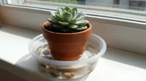 Pianta grassa in vaso di terracotta appoggiata in una bacinella con acqua per irrigazione lenta sul davanzale