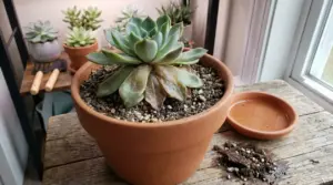 Pianta grassa in vaso di terracotta con foglie inferiori molli e scure, segni di marciume e ristagno d’acqua