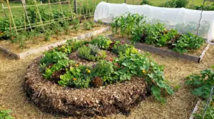 Orto sinergico con aiuola rialzata pacciamata, consociazioni di ortaggi e fiori e tunnel protettivo in rete