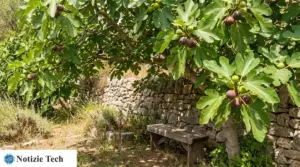 Albero di fico in giardino con fichi maturi e foglie verdi vicino a un muretto in pietra e una panca