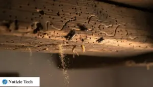 Trave di legno con piccoli fori e rosume che cade, segni di tarli e possibile infestazione in casa