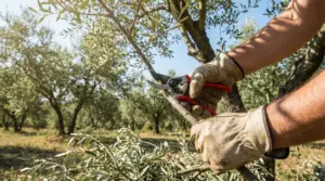 Mani con guanti che potano un ramo di ulivo con forbici da potatura in un oliveto