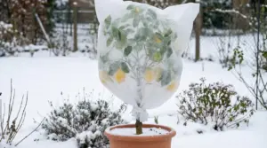 Pianta di limone in vaso coperta con tessuto non tessuto contro il gelo in giardino innevato