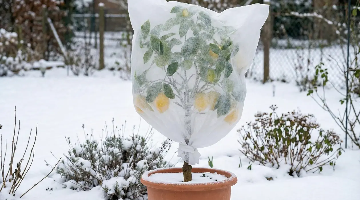 Pianta di limone in vaso coperta con tessuto non tessuto contro il gelo in giardino innevato