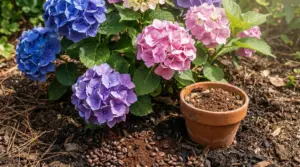 Ortensie rosa, blu e viola in giardino con un vasetto di terracotta e fondi di caffè sul terreno