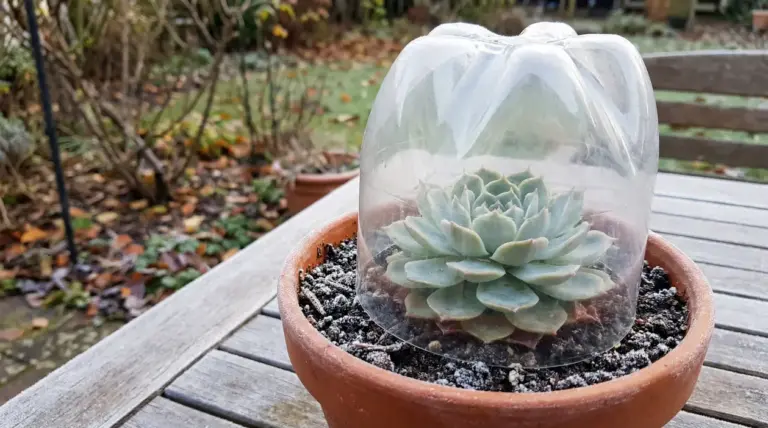 Pianta grassa in vaso coperta con una campana di plastica trasparente per proteggerla dal freddo in giardino