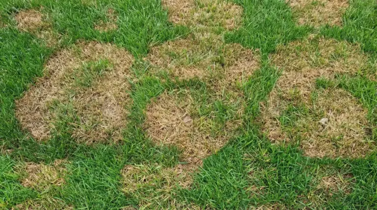 Prato con chiazze secche e ingiallite tra l’erba verde, segnale di stress idrico o irrigazione irregolare